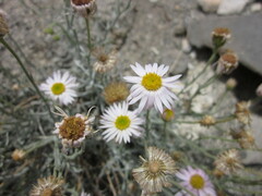 Erigeron parishii