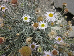 Erigeron parishii