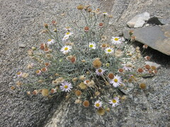 Erigeron parishii