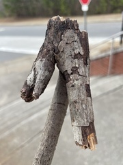 Cryphonectria parasitica