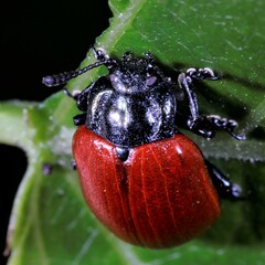 Chrysomela populi
