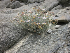 Erigeron parishii