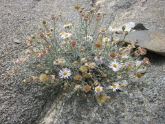 Erigeron parishii