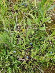Nemophila