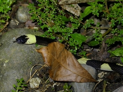 Oxyrhopus petolarius