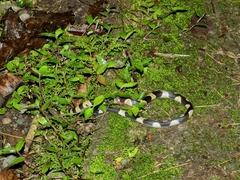 Oxyrhopus petolarius