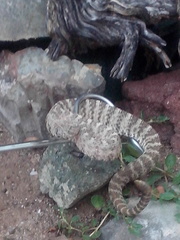 Crotalus tigris