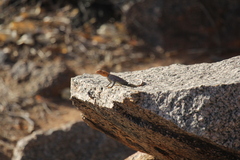 Agama planiceps