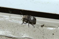 Toxonotus cornutus