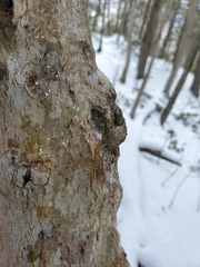 Cryptococcus fagisuga