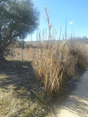 Arundo donax