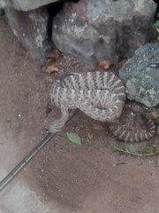 Crotalus tigris