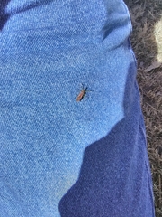 Zelus renardii
