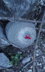 Epithelantha greggii