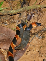 Oxyrhopus petolarius