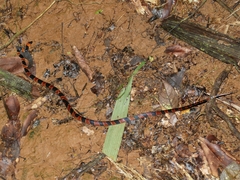 Oxyrhopus petolarius