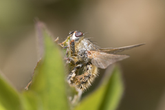 Entomophthora muscae