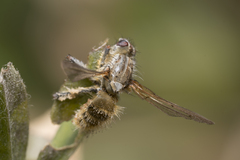 Entomophthora muscae