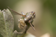 Entomophthora muscae