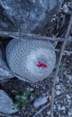 Epithelantha greggii