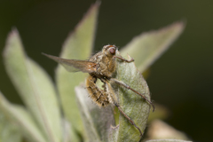 Entomophthora muscae