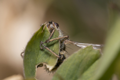 Entomophthora muscae