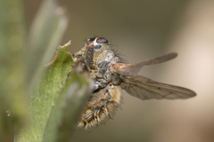 Entomophthora muscae