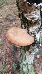 Fomitopsis betulina