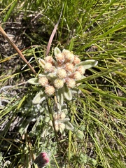 Helichrysum spiralepis