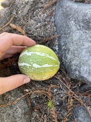 Cucurbita argyrosperma