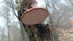 Fomitopsis betulina