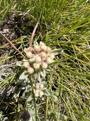Helichrysum spiralepis