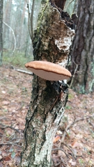 Fomitopsis betulina