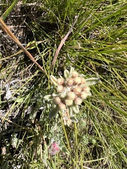 Helichrysum spiralepis