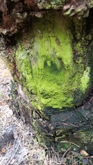 Chrysothrix xanthina