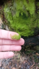 Chrysothrix xanthina