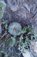 Lophophora williamsii