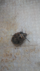 Antiteuchus mixtus