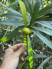 Brunfelsia portoricensis