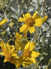 Encelia farinosa