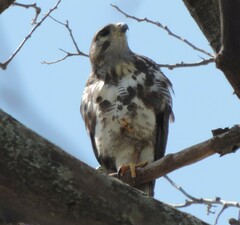 Buteo plagiatus