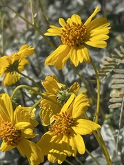Encelia farinosa