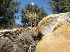 Dudleya abramsii affinis