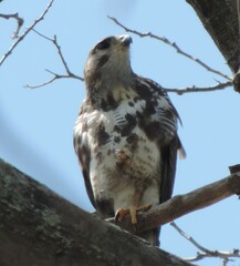 Buteo plagiatus