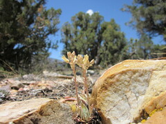 Dudleya abramsii affinis
