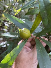 Brunfelsia portoricensis