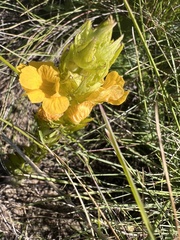 Alectra sessiliflora