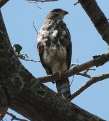 Buteo plagiatus