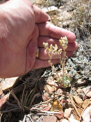Dudleya abramsii affinis