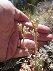 Dudleya abramsii affinis
